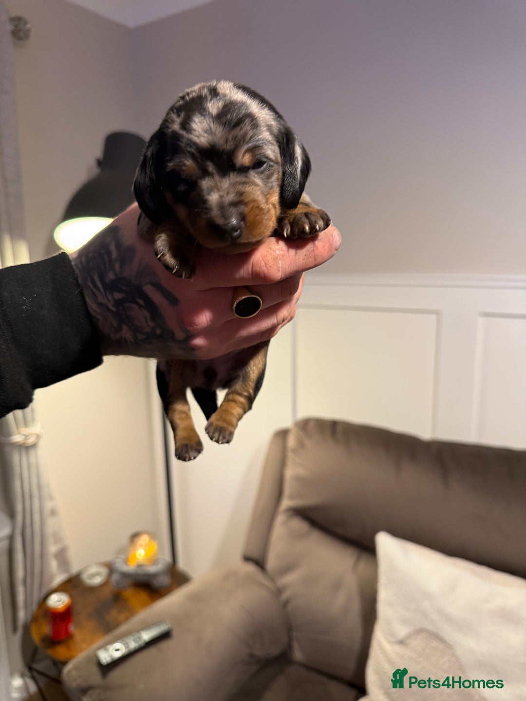 Miniature Dachshund dogs for sale: Miniature Dachshunds  - Advert 4