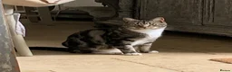 Mixed Breed cats for sale: Half DSH/Maine Coon X. Bonded Must stay together - Advert 16