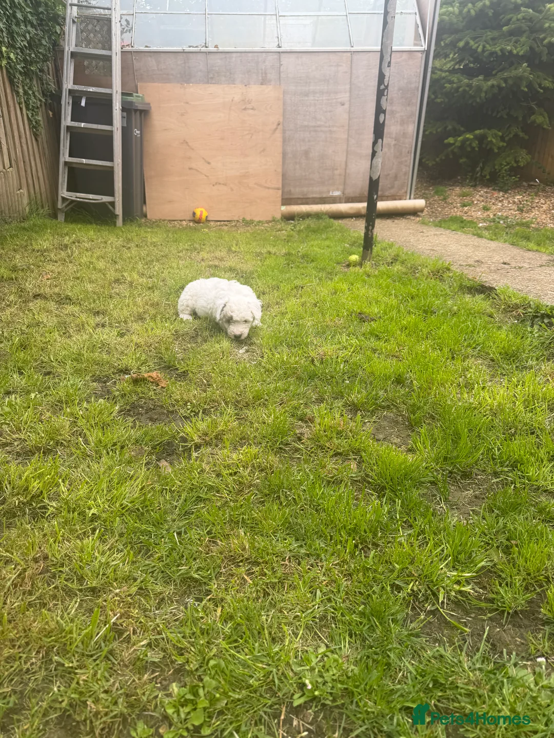 Mixed Breed dogs for sale: Maltipoo puppies in Salisbury - Advert 2