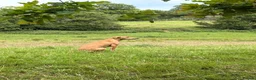 Lurcher dogs for sale:  Lurcher puppy 6 months old  - Advert 2