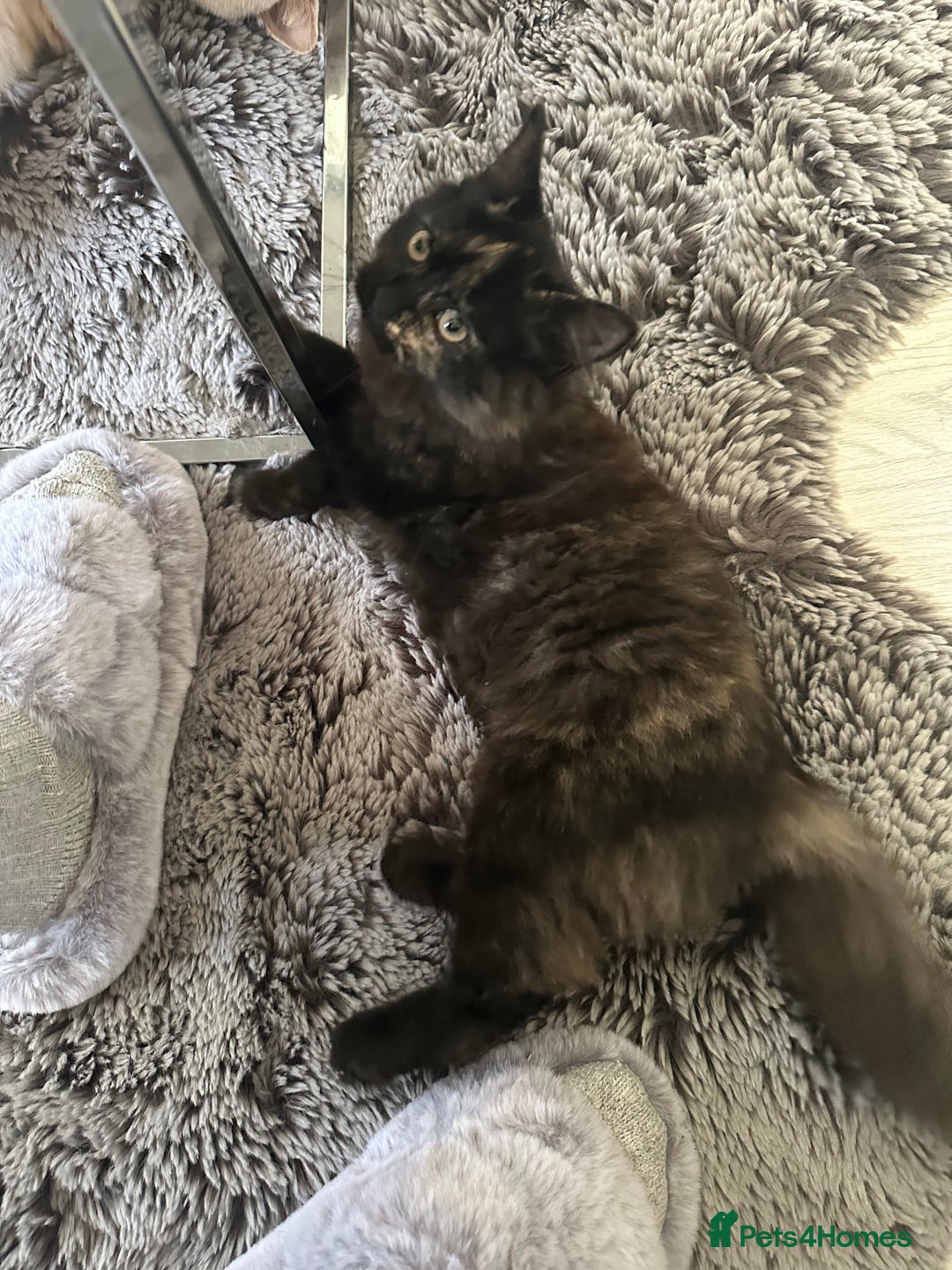 Mixed Breed cats for sale: British Short Hair Cross-Sphinx  - Advert 10