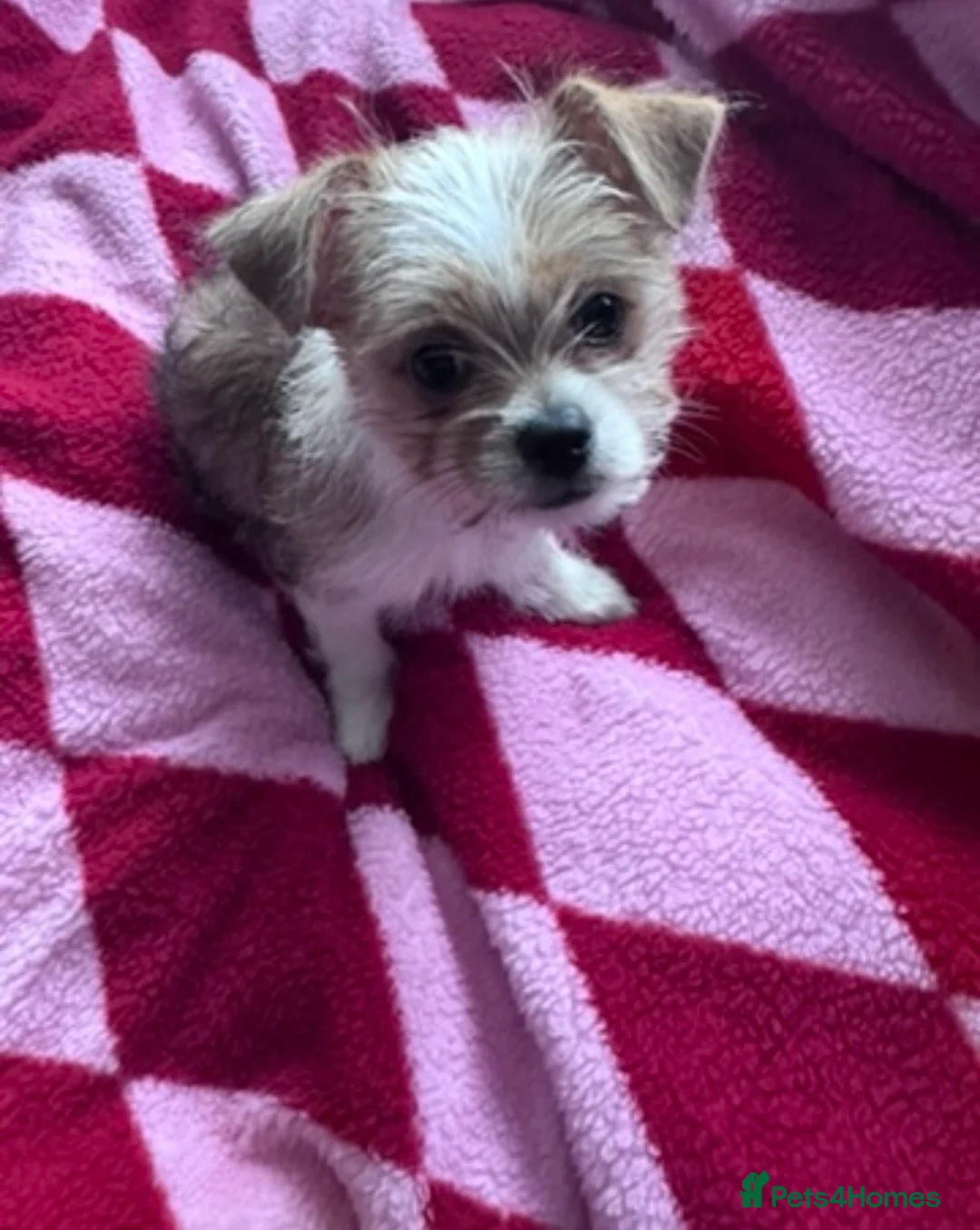 Mixed Breed dogs for sale: Parker  - Advert 3