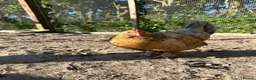 Chickens poultry for sale: 8 small Bantam Hen's available  in Preston - Advert 6