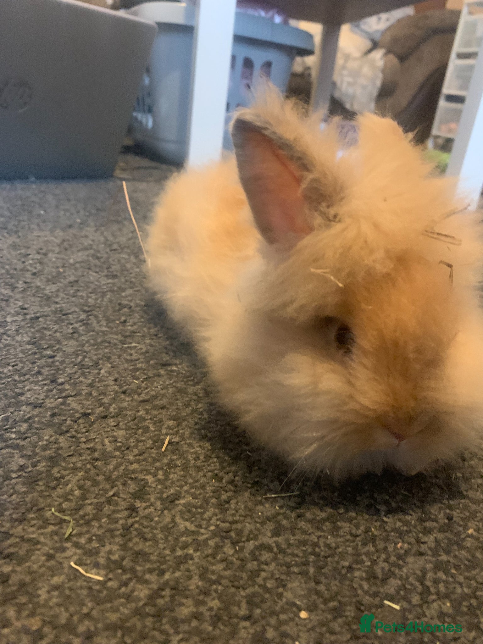 Lionhead rabbits 13 Week Old Rabbit Hazel - Friendly & Healthy - Advert 1