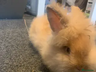 Lionhead rabbits 13 Week Old Rabbit Hazel - Friendly & Healthy - Advert 1
