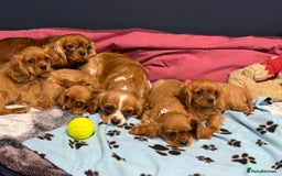 Cavalier King Charles Spaniel dogs for sale: Cavalier king Charles  Ruby's puppy's   - Image 31