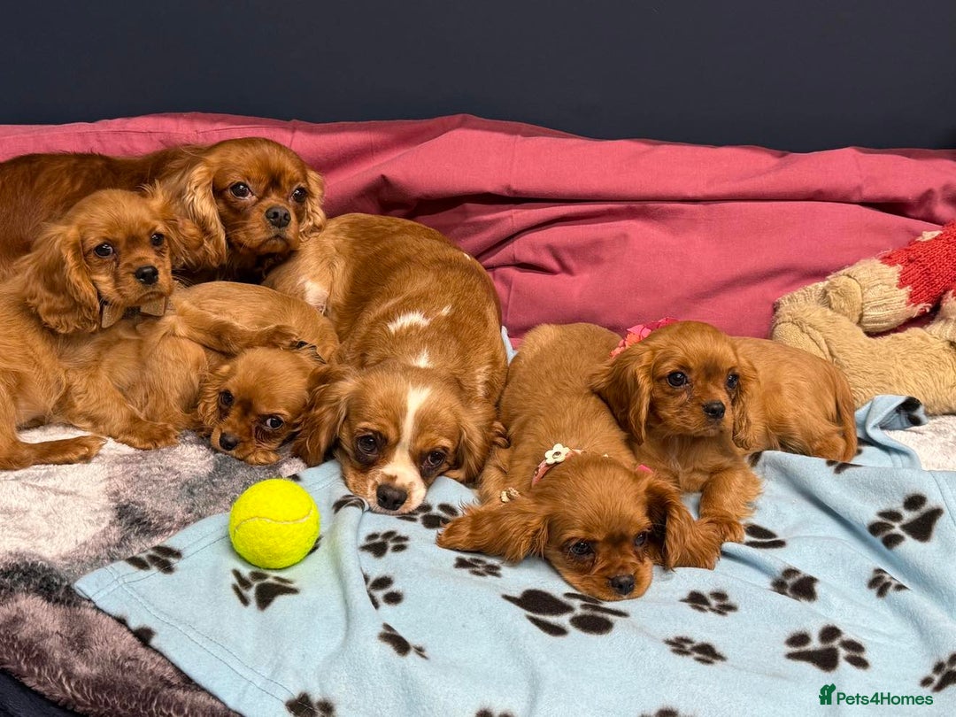 Cavalier King Charles Spaniel dogs for sale: Cavalier king Charles  Ruby's puppy's   - Image 31