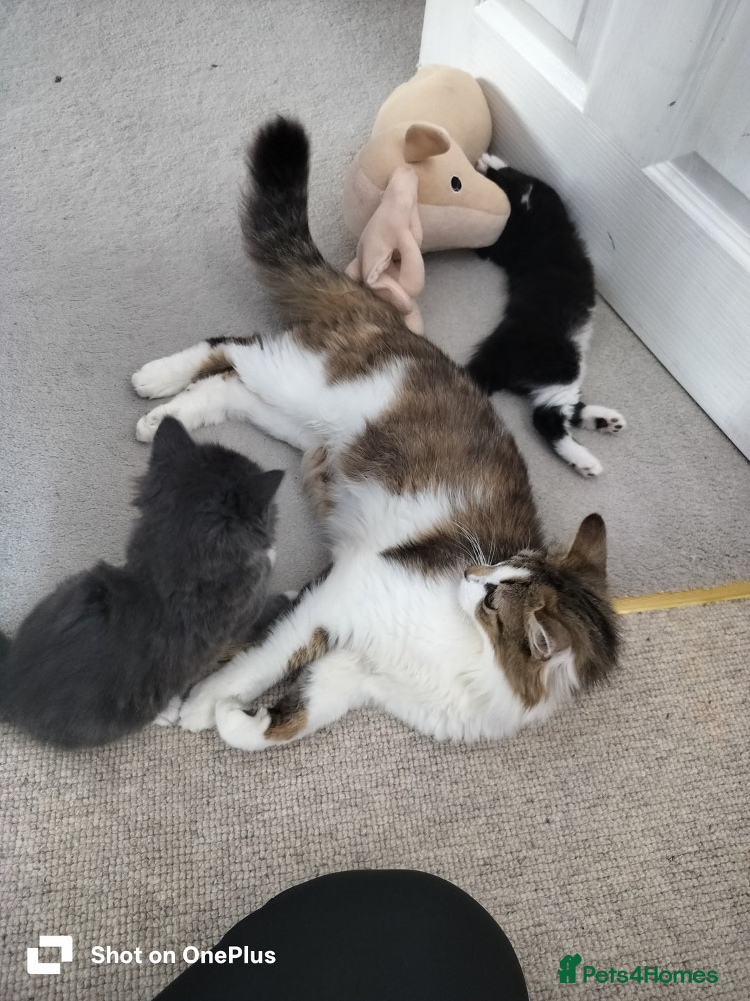 Mixed Breed cats for sale: Adorable kittens for sale-ready for their new home - Image 4