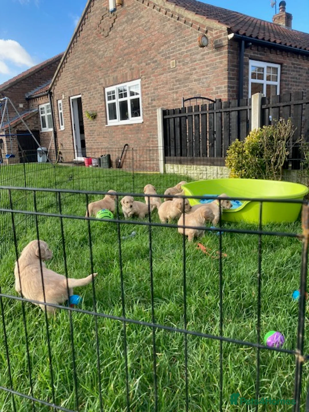 Golden Retriever dogs for sale: Beautiful retriever puppies, KC Reg/Health tested - Advert 6