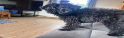 Toy Poodle dogs for sale: Doodle the poodle - Advert 2