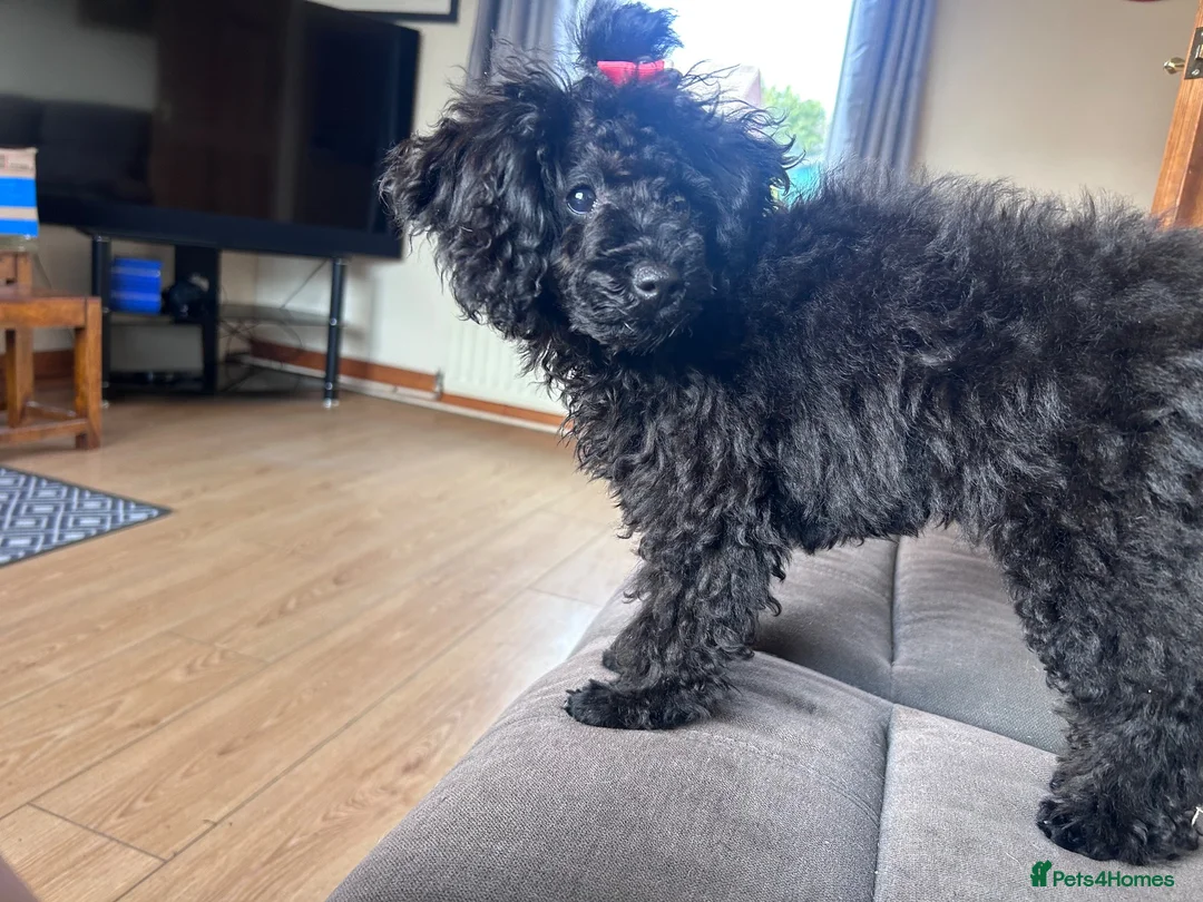 Toy Poodle dogs for sale: Doodle the poodle - Advert 2