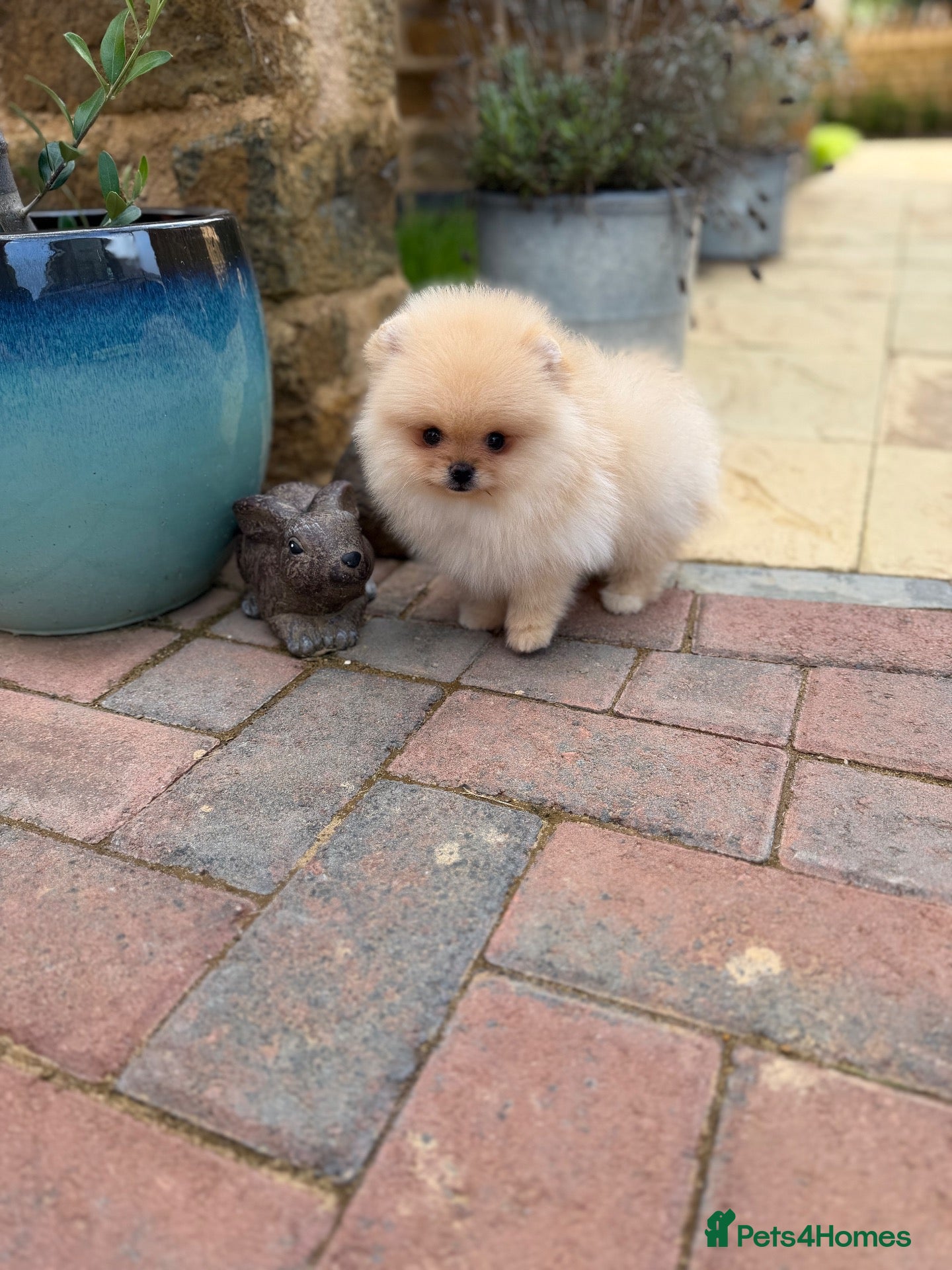 Pomeranian dogs Champion Line small size  - Advert 2