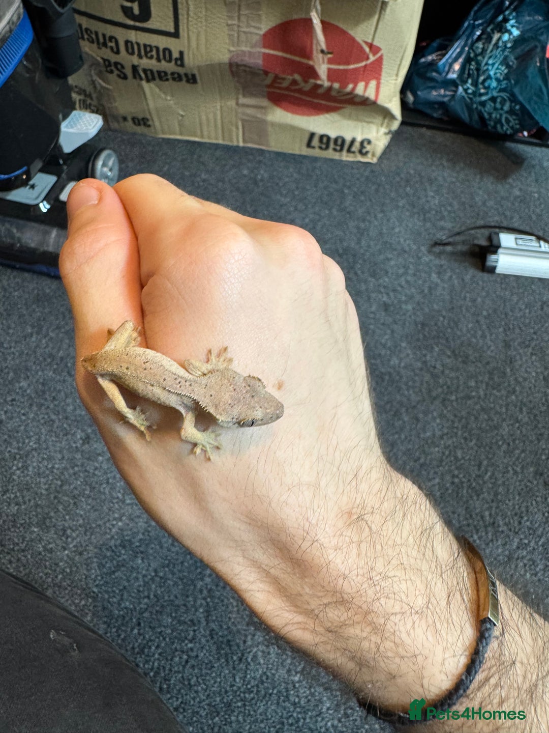 Gecko reptiles for sale: Baby crested geckos for sale  - Advert 8