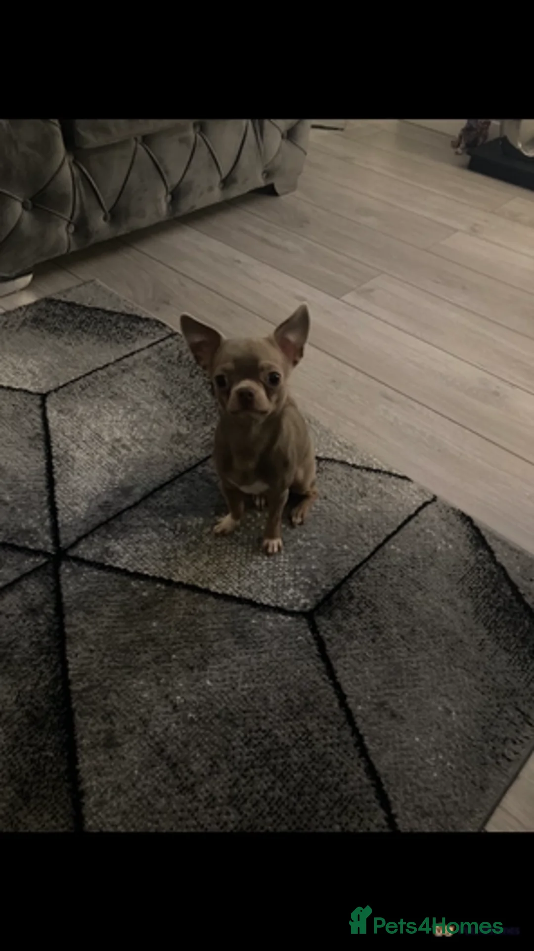 Chihuahua dogs for stud: **Well Proven Stud**- Stunning Lilac Smooth Coat  in Morecambe - Advert 6