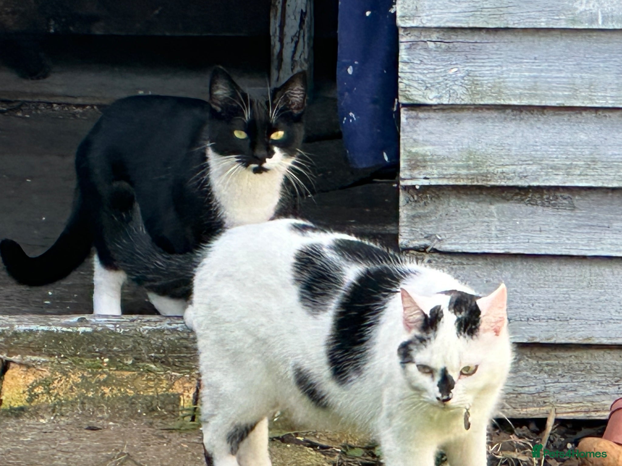 Mixed Breed cats Two Cats - Advert 3