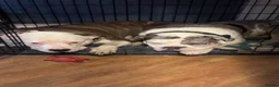 Mixed Breed dogs for sale: Mixed breed in Sheffield - Advert 5