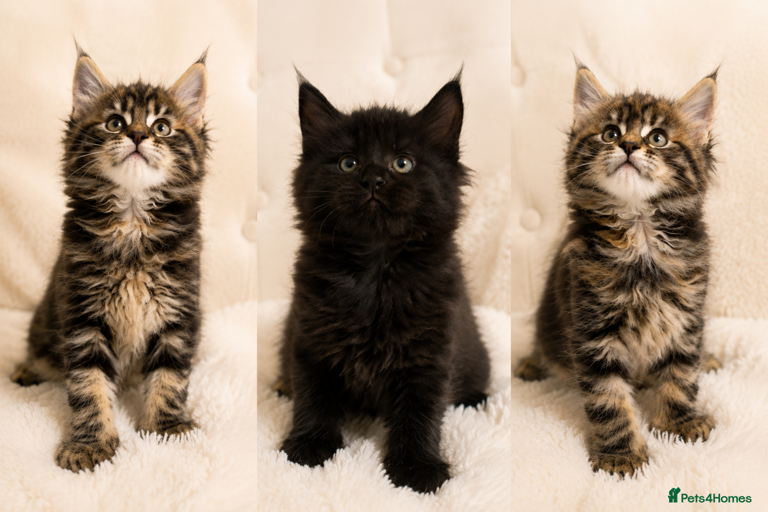 Maine Coon cats Giant Lion Face pedigree Maine Coon Kittens XL  - Advert 13
