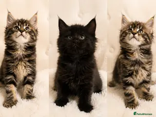 Maine Coon cats Giant Lion Face pedigree Maine Coon Kittens XL - Advert 13