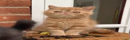 Exotic cats for sale: 💙Beautiful Exotic Shorthair Boy Kittens💙 - Advert 16
