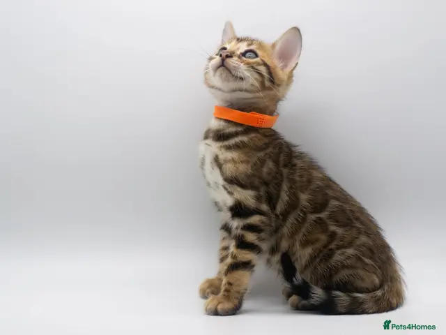 Bengal cats for sale: Stunning TICA Registered Bengal Kittens - Advert 23