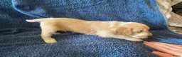Cockapoo dogs for sale: Belles beautiful Angels  - Advert 28