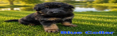 Blue Collar - Black & Tan