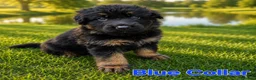 German Shepherd dogs for sale: 2 healthy straight back KC registered male GSP's  - Advert 25