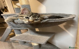 Mixed Breed cats for sale: Mix breed beautiful kittens - Image 17