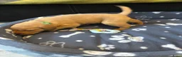 Labrador Retriever dogs for sale: Labrador puppies  in Weymouth - Advert 39