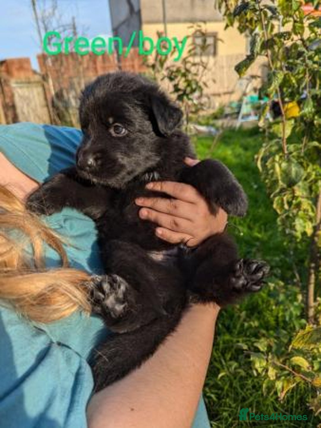 German Shepherd dogs for sale: GSD Puppies Available  - Image 6