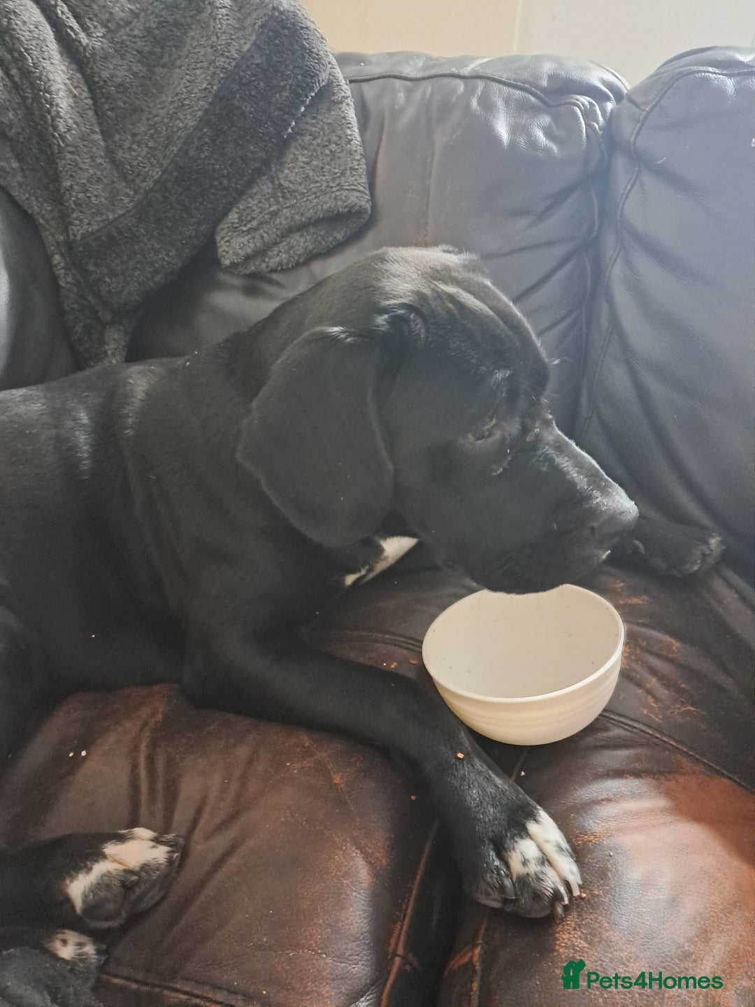 Mixed Breed dogs for sale: Oakley - Advert 1