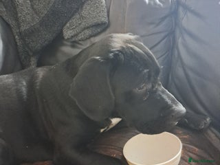 Mixed Breed dogs Oakley - Advert 1