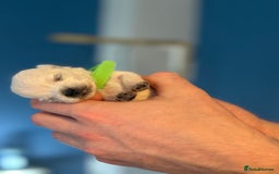 West Highland Terrier dogs for sale: West Highland Terrier Puppies for Loving Homes - Image 30