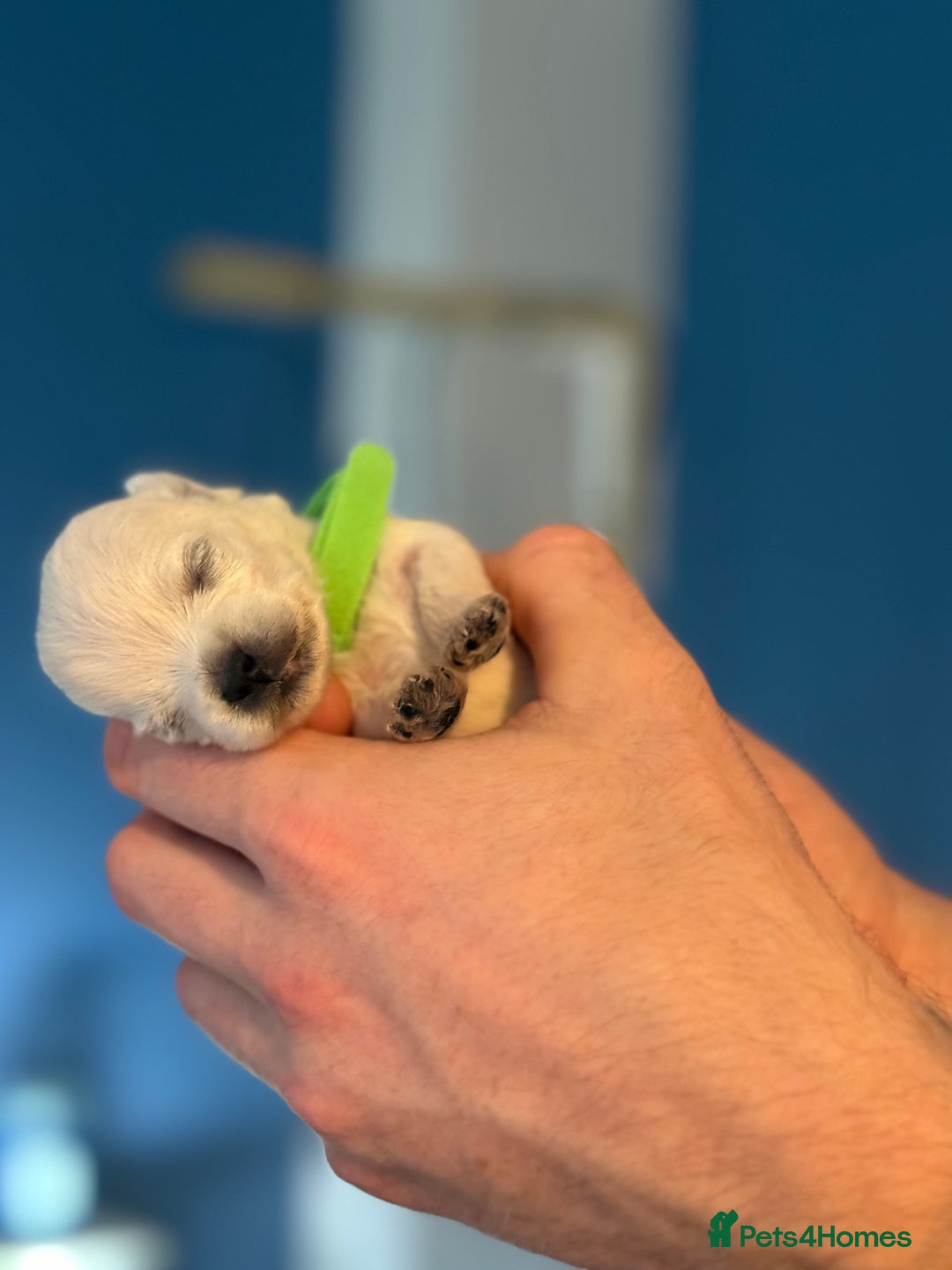 West Highland Terrier dogs for sale: West Highland Terrier Puppies for Loving Homes - Image 30