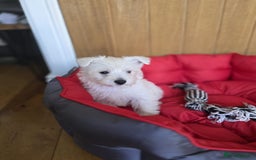 West Highland Terrier dogs for sale: 2 Female West Highlands Puppies - Image 6