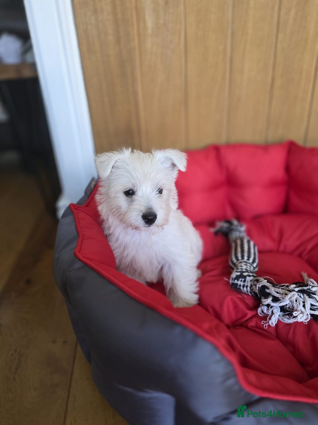 West Highland Terrier dogs for sale: 2 Female West Highlands Puppies - Image 6