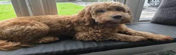 Cockapoo dogs for sale: A handsome silky black cockapoo puppy - Advert 5