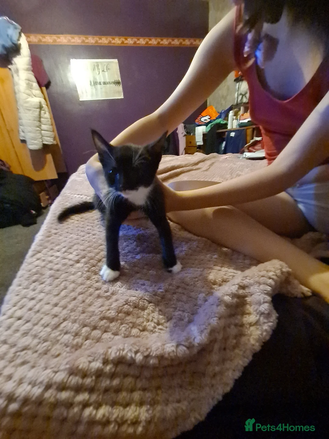 Mixed Breed cats for sale: 3 kittens for sale - Advert 1