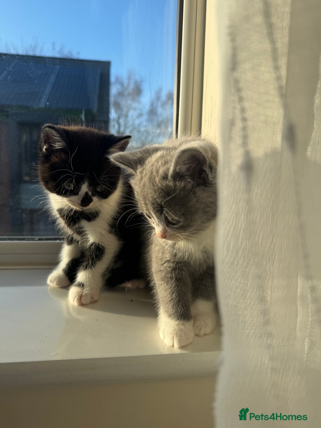 British Shorthair cats for sale: Playful British Shorthair Kittens  - Advert 9