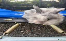 Lionhead rabbits for sale: 2 lionheads + giant Flemish x Rex for sale  - Image 3