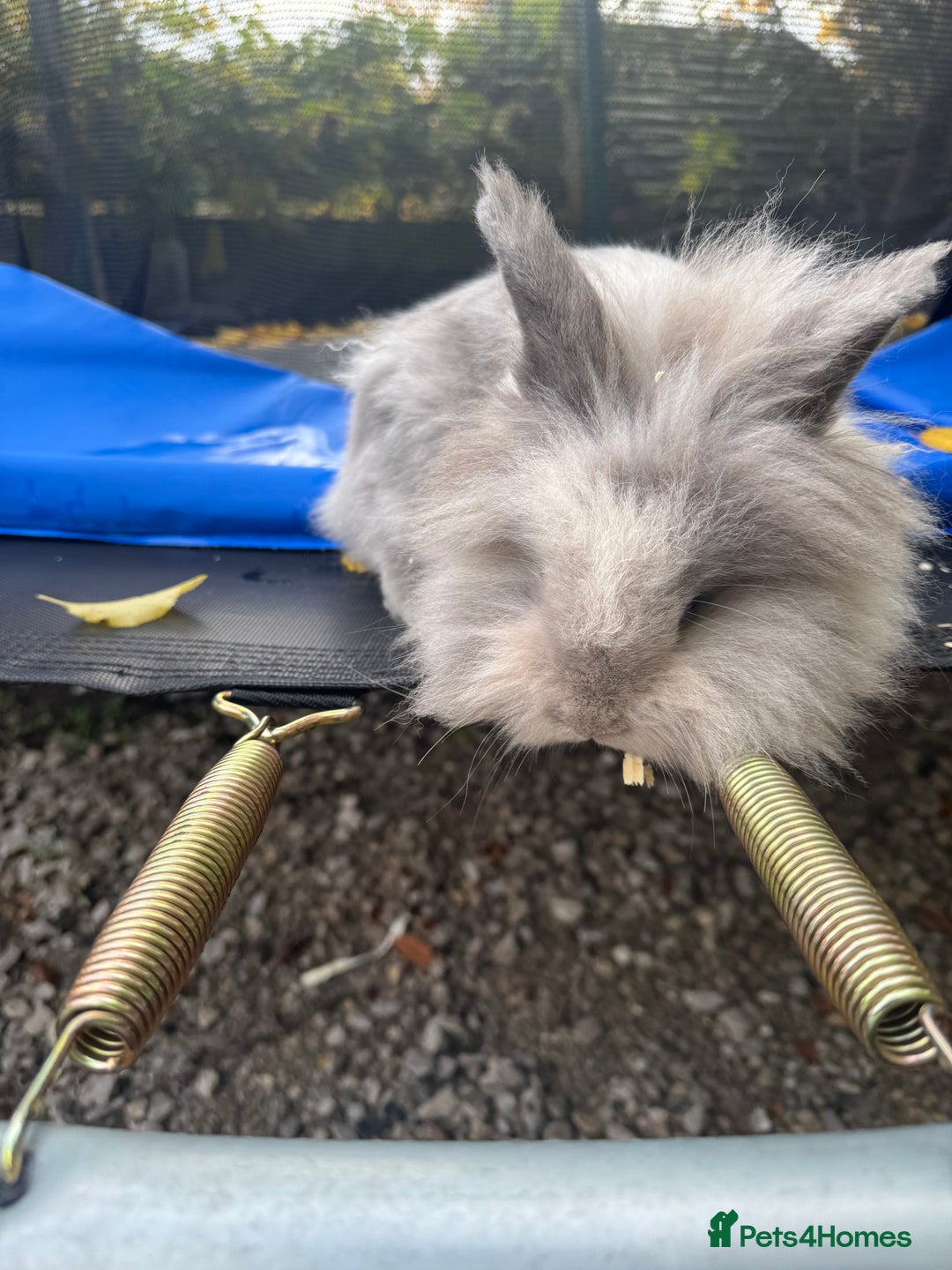 Lionhead rabbits for sale: 2 lionheads + giant Flemish x Rex for sale  - Image 3