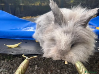 Lionhead rabbits - Advert 29