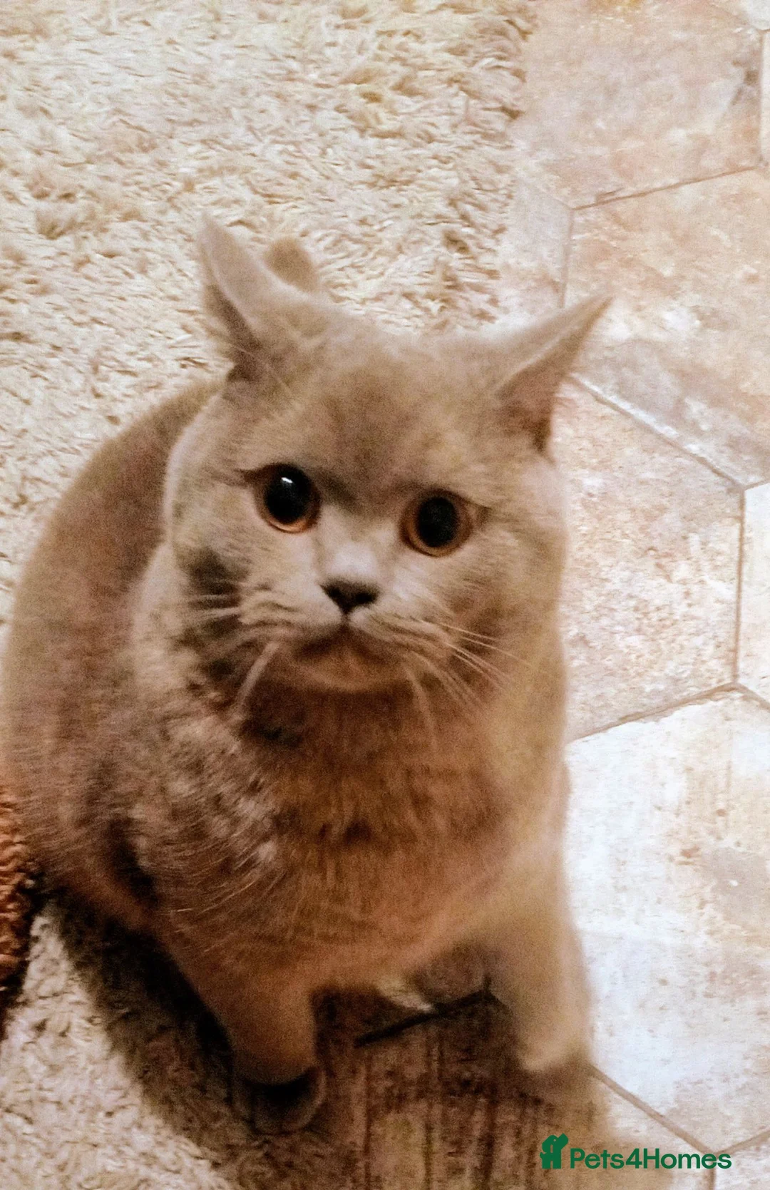 British Shorthair cats for sale: Beautiful British Shorthair Cat – 16 Months Old - Advert 1