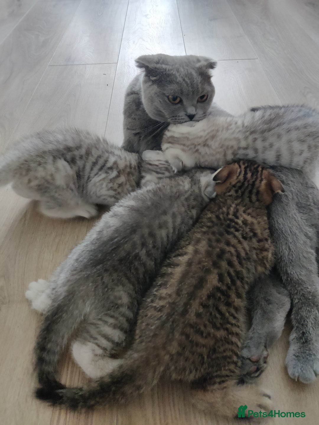 Scottish Fold cats for sale: Beautiful Scottish fold kittens  - Image 3