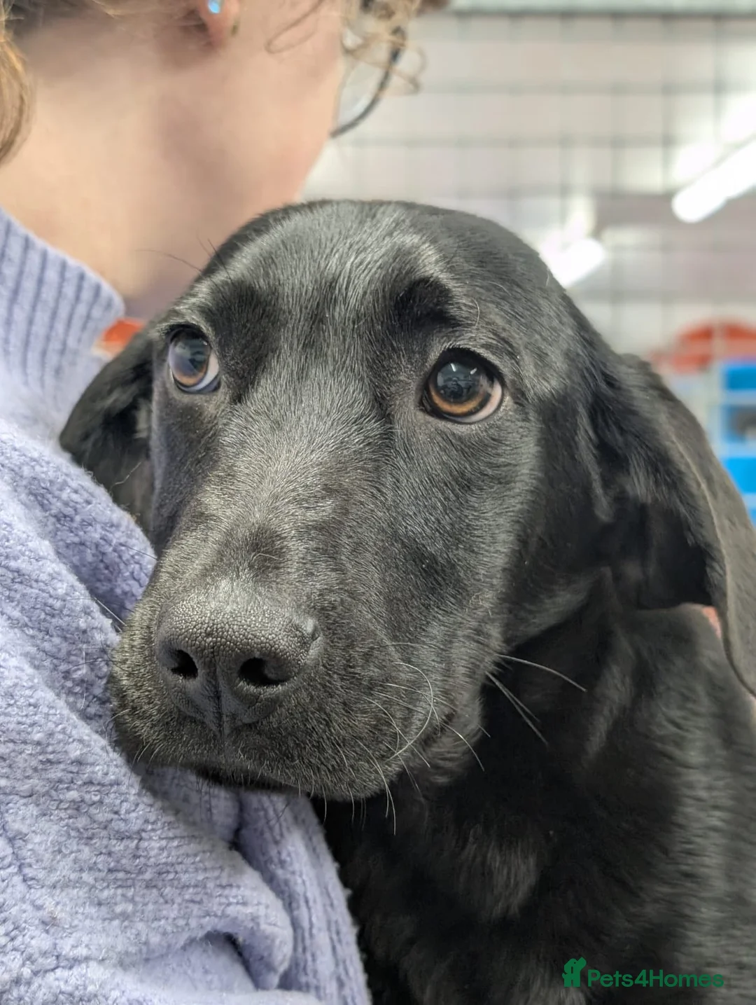 Mixed Breed dogs for adoption: Spike - In Aye Looking for a Home  - Advert 6