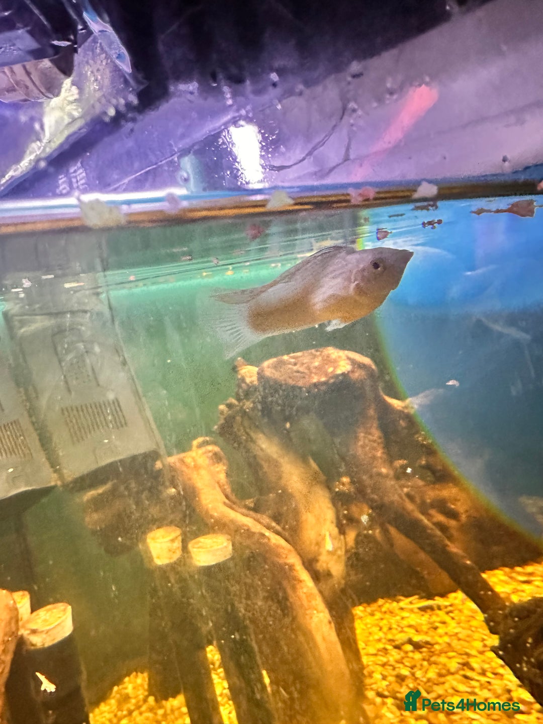 Goldfish fish for sale: Mix of Fish - Advert 7