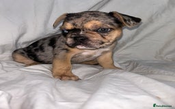 French Bulldog dogs for sale: French bulldog puppies fluffy carriers  - Image 15