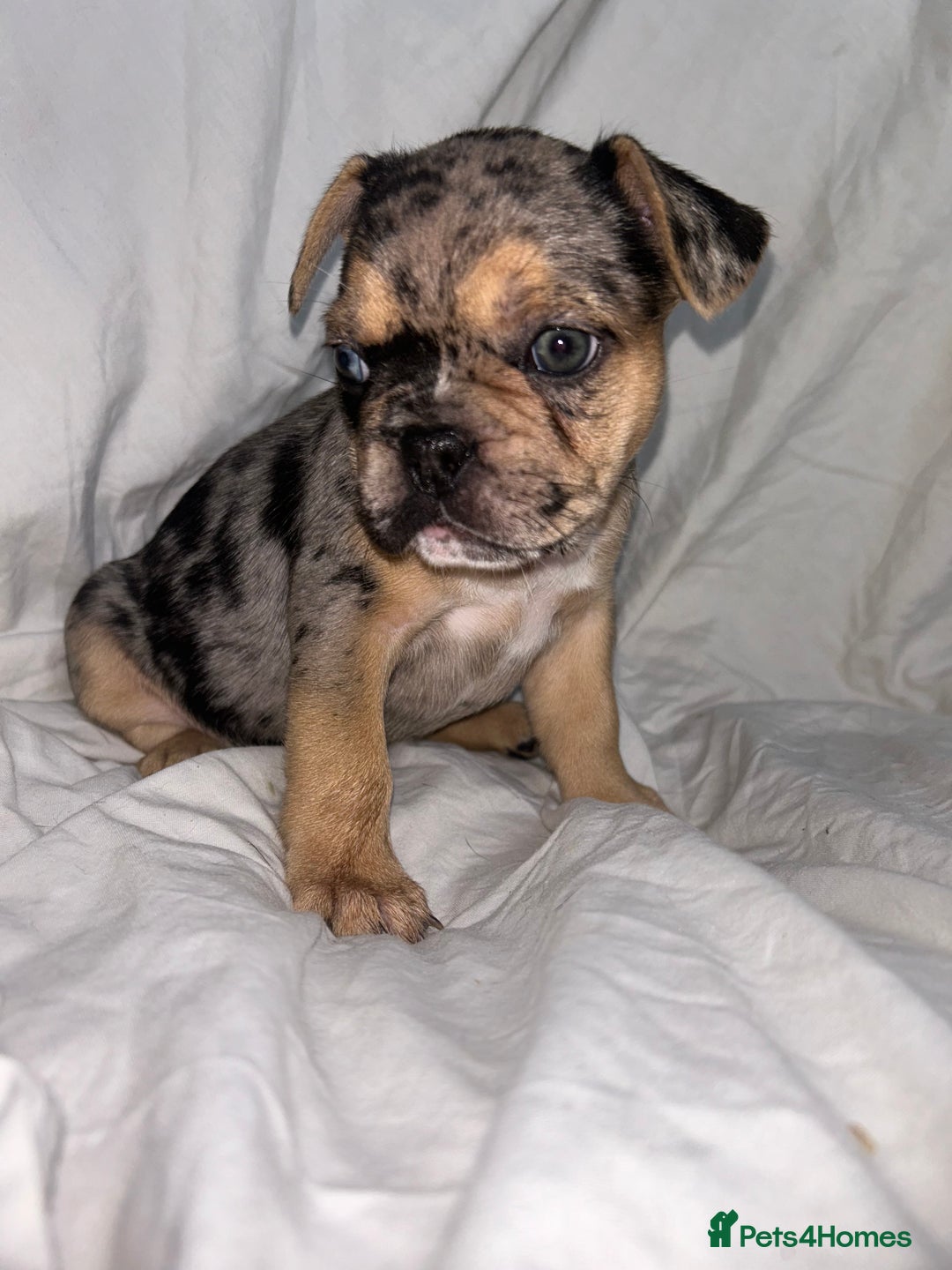 French Bulldog dogs for sale: French bulldog puppies fluffy carriers  - Image 15