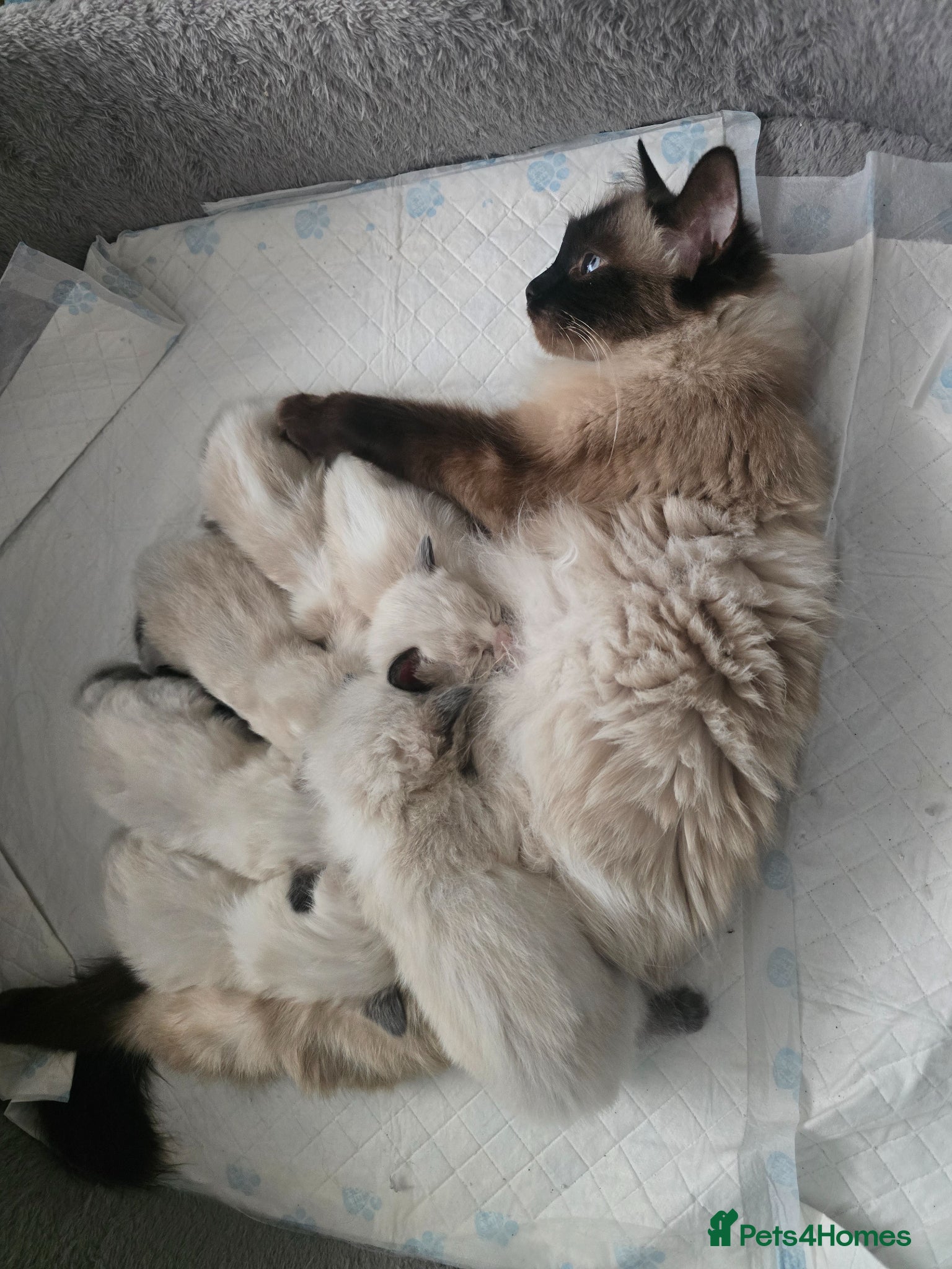 Ragdoll cats for sale: Sky kittens 😸 ♥️  - Advert 14