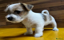 Mixed Breed dogs for sale: Jack Russell with a hint of Bichon Frise. - Image 4